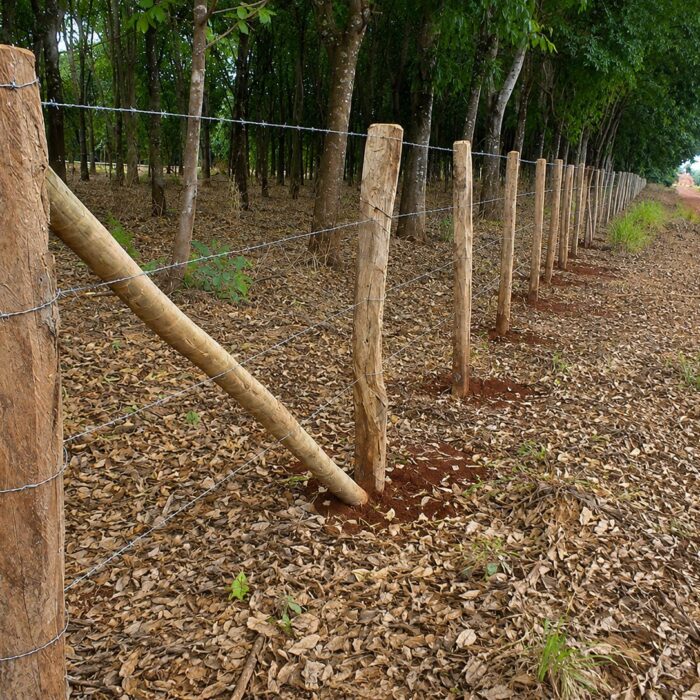 ECO ARAGUAIA 1
