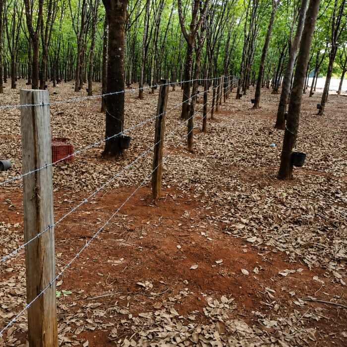 ECO ARAGUAIA 3