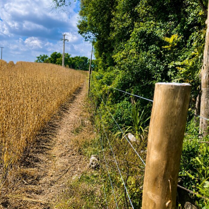 VIA ARAUCÁRIA 2